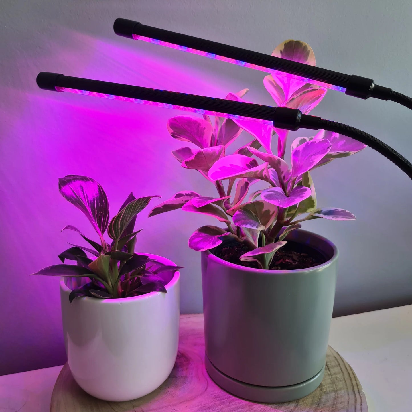 LED Plant Grow Light Red Blue Spectrum USB Clip-On Lamp – 5 Dimmable Levels Indoor Plant Growing Light with 3/6/12 Hour Timer, Dual Rod Adjustable